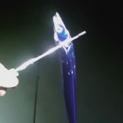 太刀魚入れ食いモード